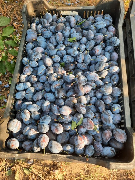 Prune de consum prune bistrițene