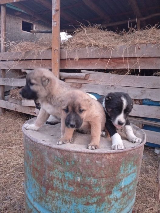 Chopon gidiklar sotiladi