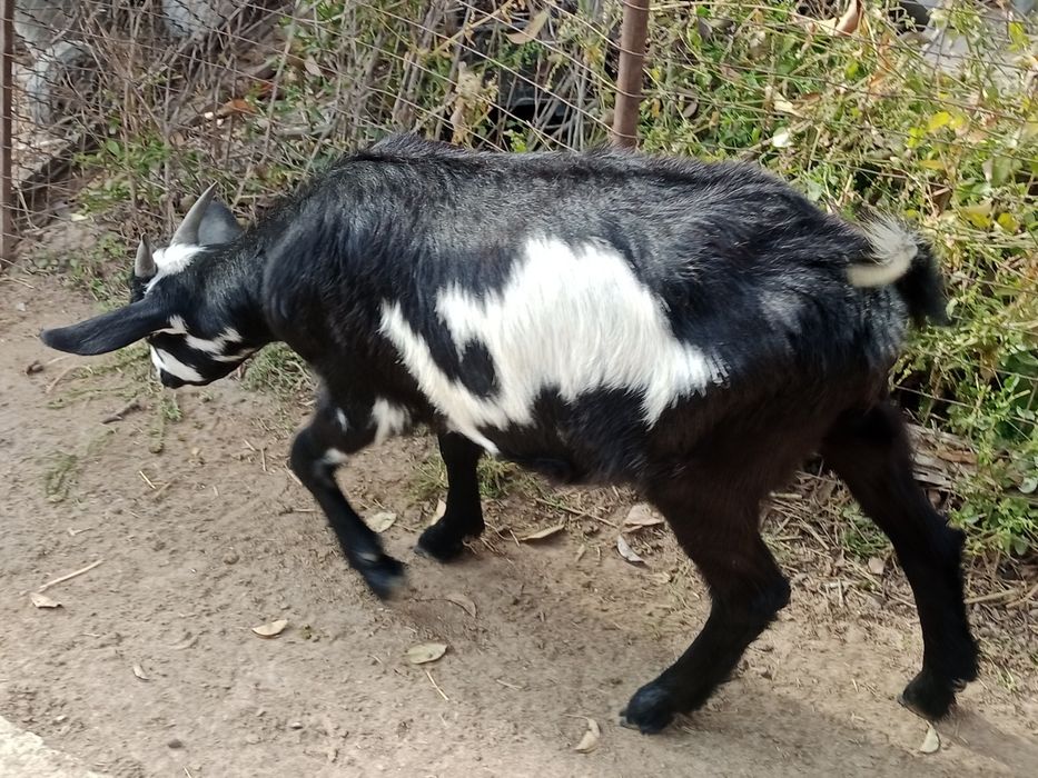 Козочка ищет дом