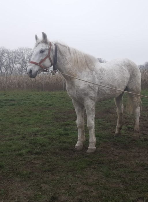 Vând iapă de lucru