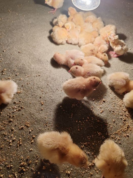 Продаются  цыплята перепелов