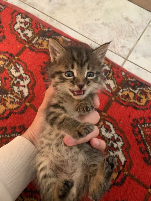 Котята домашние отдадим в добрые руки