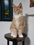 Felisa Autorizata WCF-rasa Maine Coon-Pedigree-Timisoara