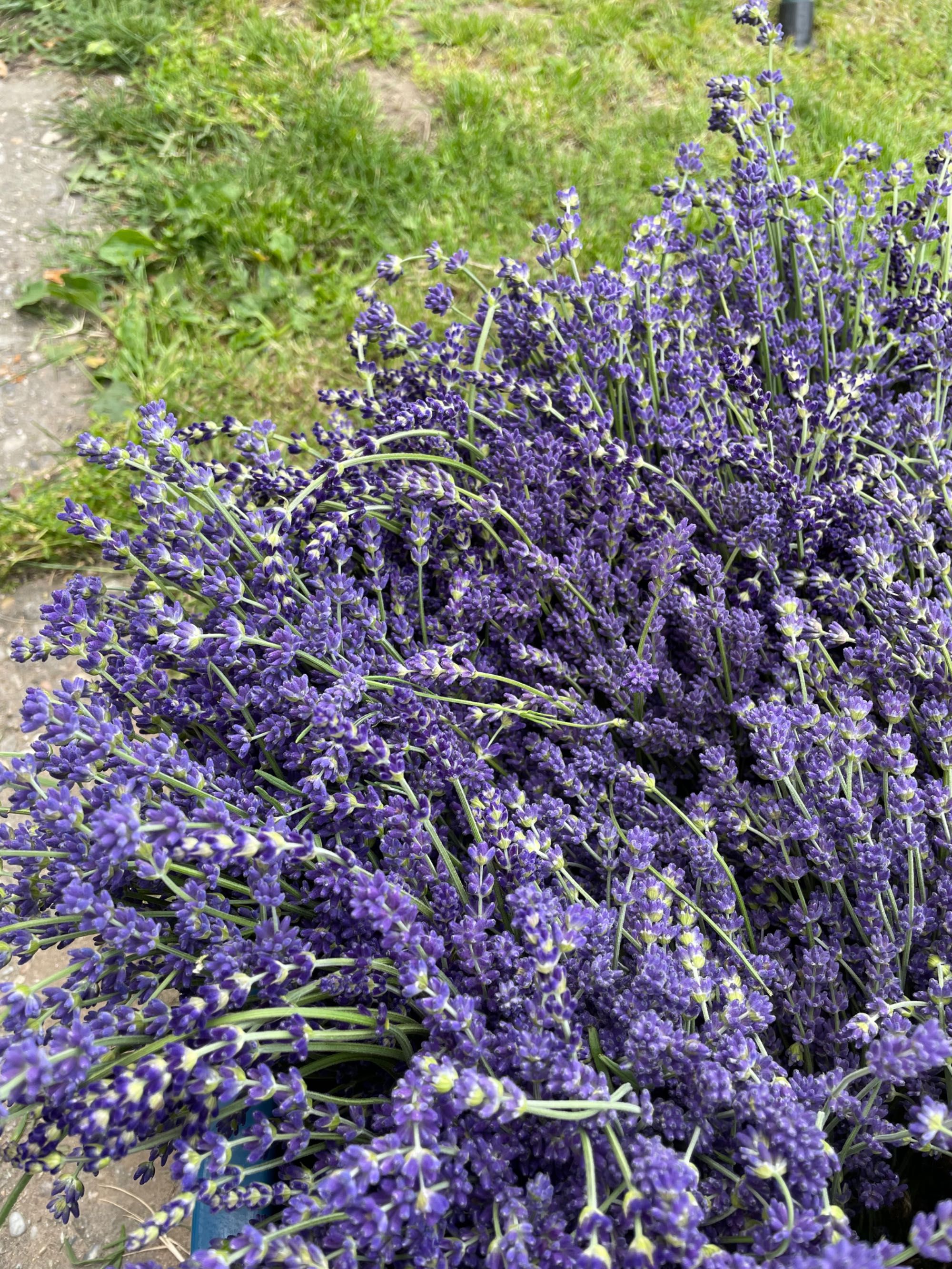 Floare uscata de lavanda/buchete uscate