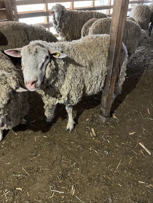 Vand berbec ille de France + oi