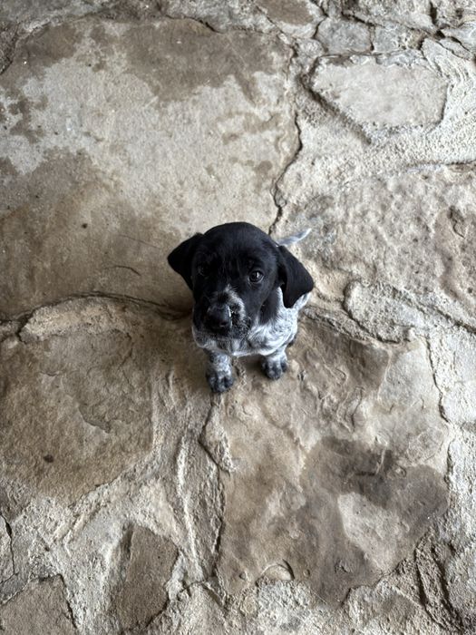 Дратхаарчета 2броя,женски