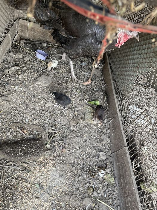 Балалары бар күркетауық! Индюшка с детьми!