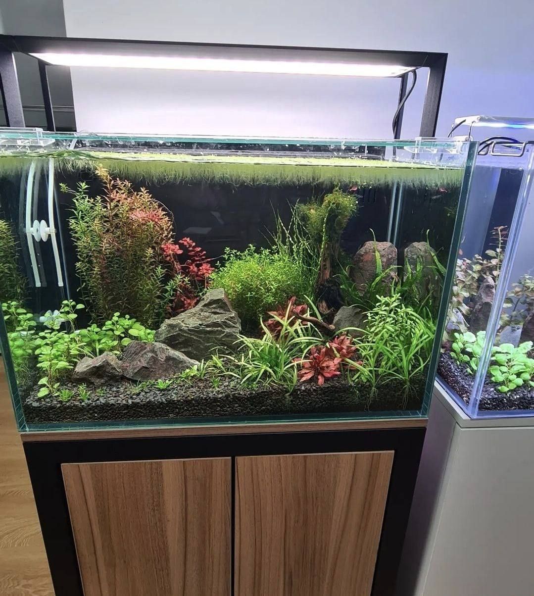 Tirik o‘simliklar bilan akvariumlarni professional bezatish