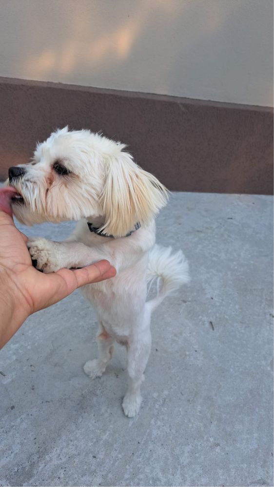 Bichon Maltese Mascul