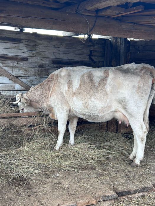 Продам корову с теленком п. Кирсаново