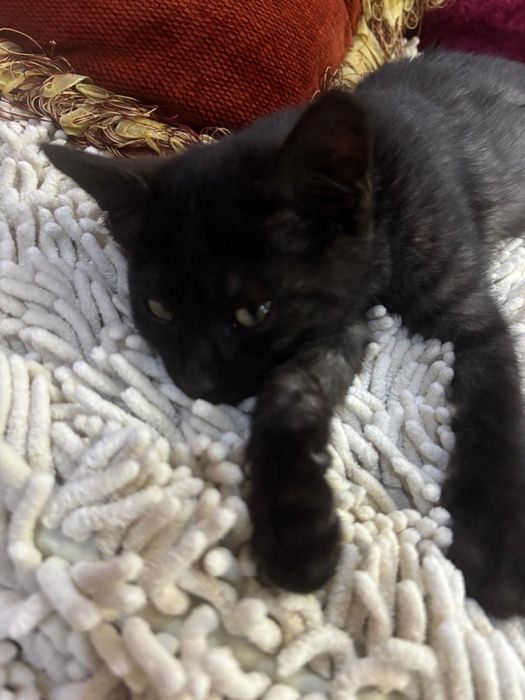 Отдаю котенка девочку в хорошие руки