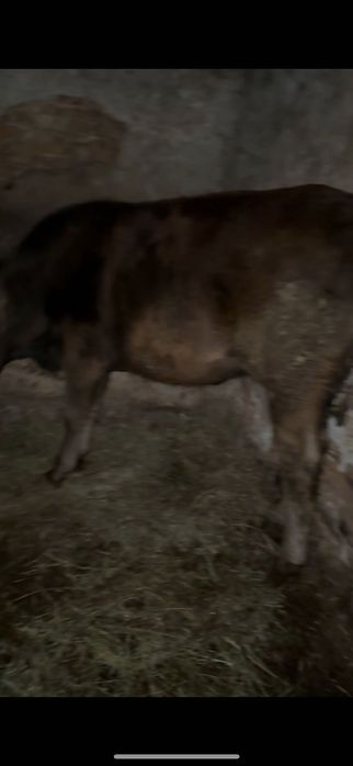 Când junincă de angus