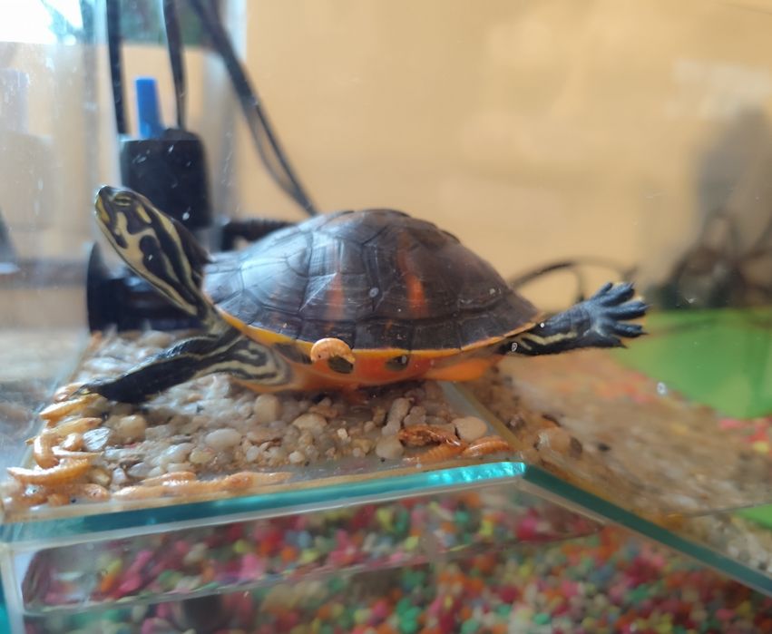 Două Broscuțe Țestoase cu acvariu (bonus: filtru de apă, pietriș, hra