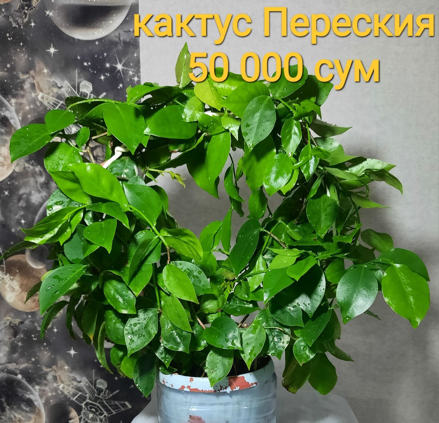 Комнатные растения.