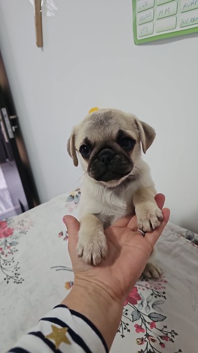 Pui  femela mops, pug, rasa pura. Mascul vârsta 8 săptămâni