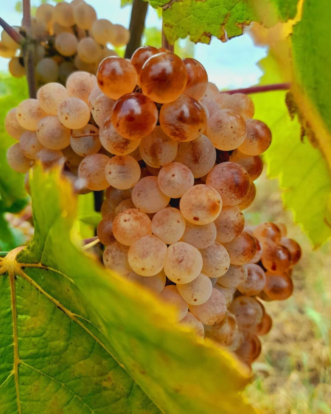 Struguri de vin producție PROPRIE