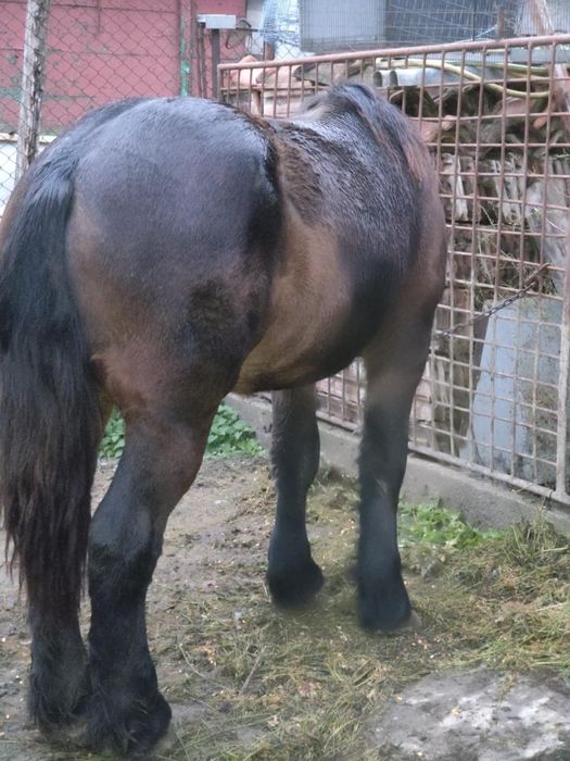 Vând o mânză ardeneza