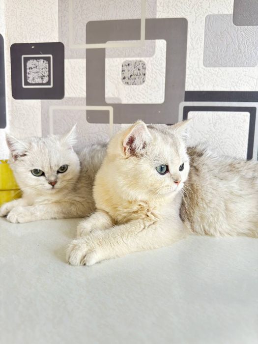 Mushuk/шиншилла/Chinchilla/кот/котёнок/британская шиншила/