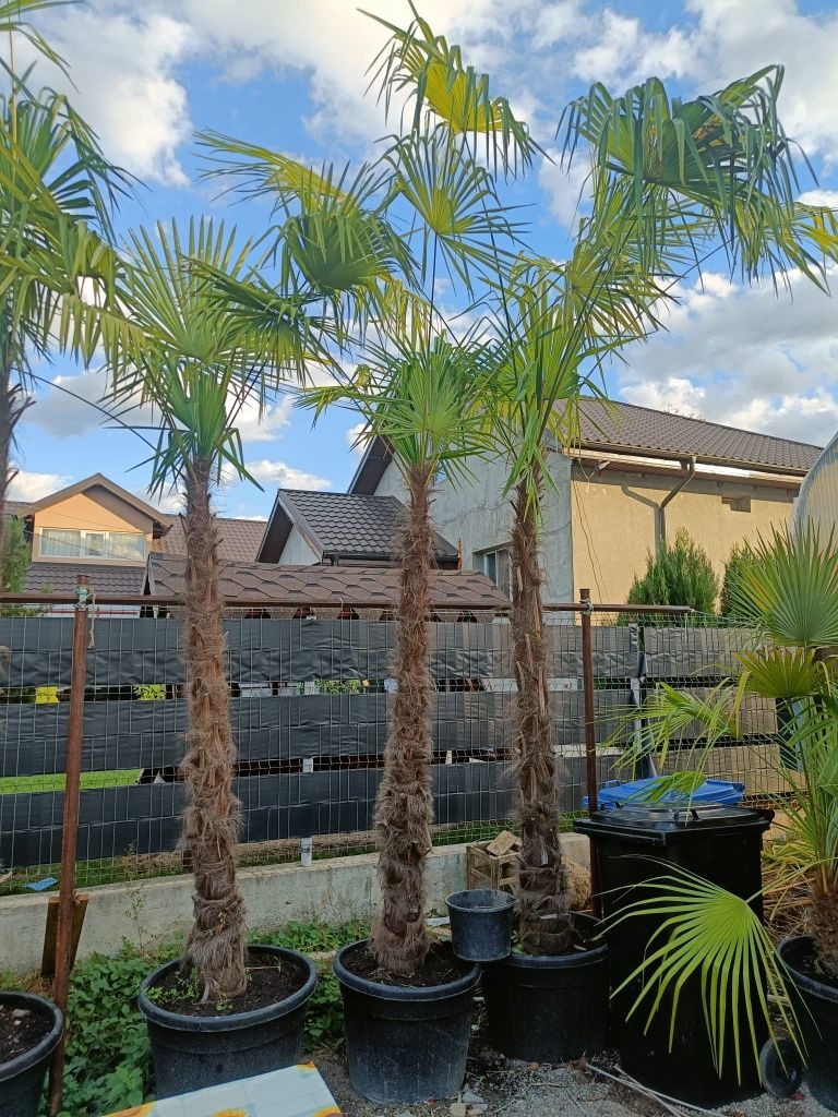 Palmieri Trachycarpus Fortunei 3 - 4m, rezista pună la -20 grade