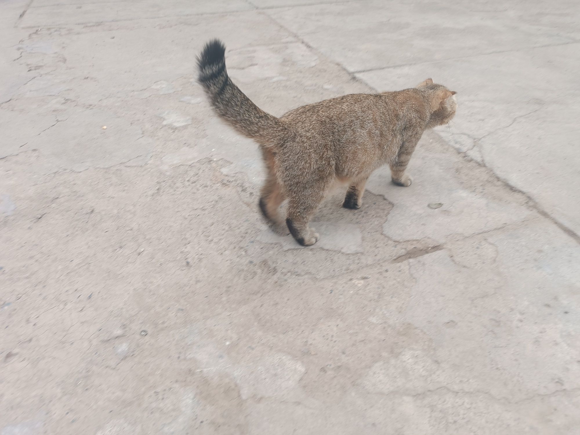 Mushuk bolasi sotiladi
