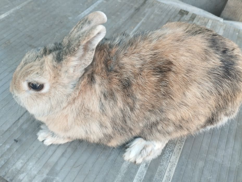 Кролиха триколор самка, трёх цветов!