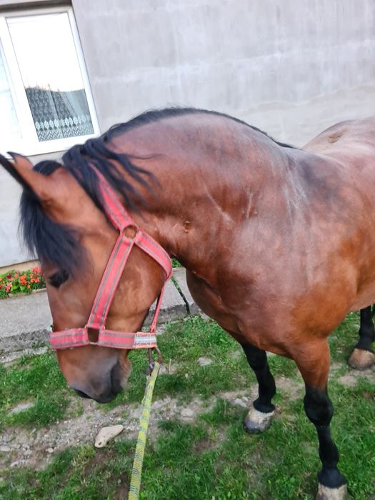 Iapa și mânz de vanzare