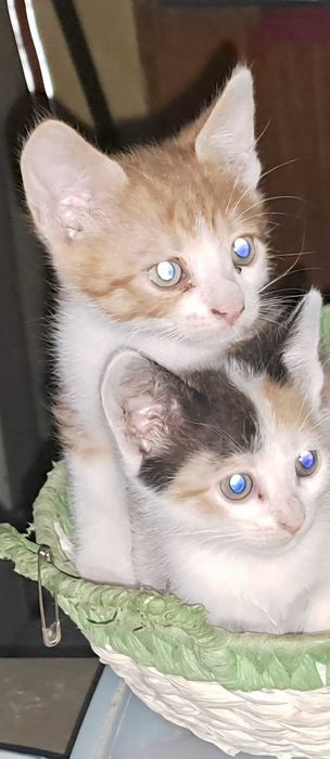 Donez doua pisicute foarte cuminti