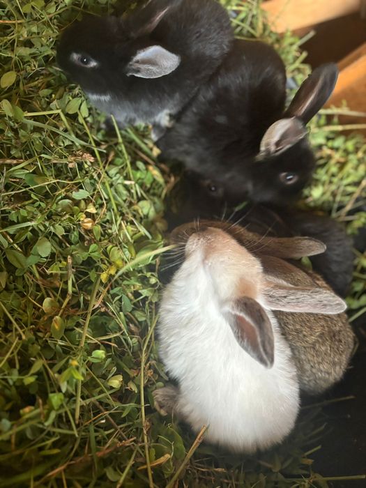 De vanzare 5 pui de iepuri