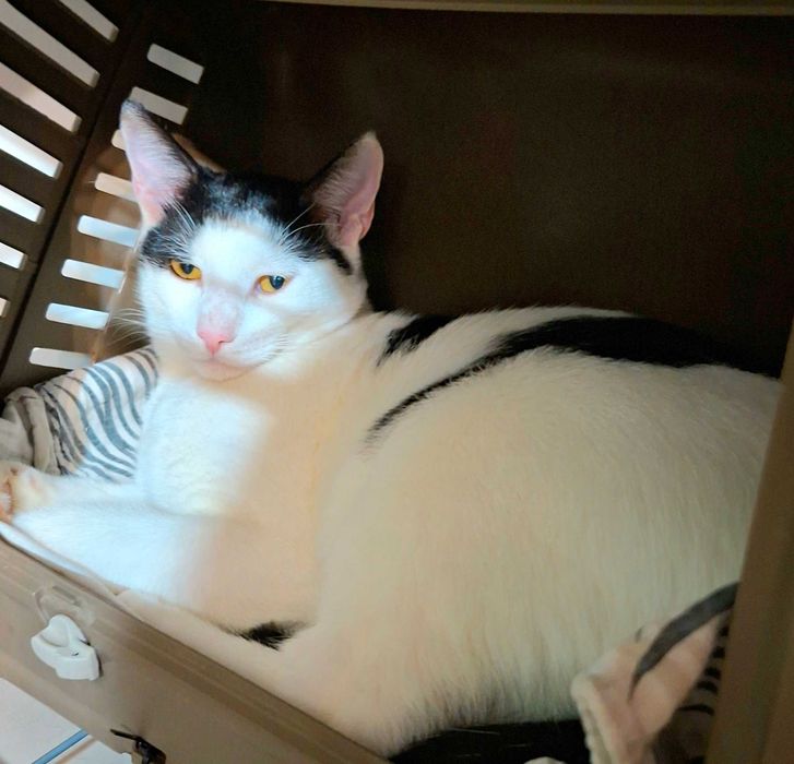 Adoptie pisica motan alb castrat Zian