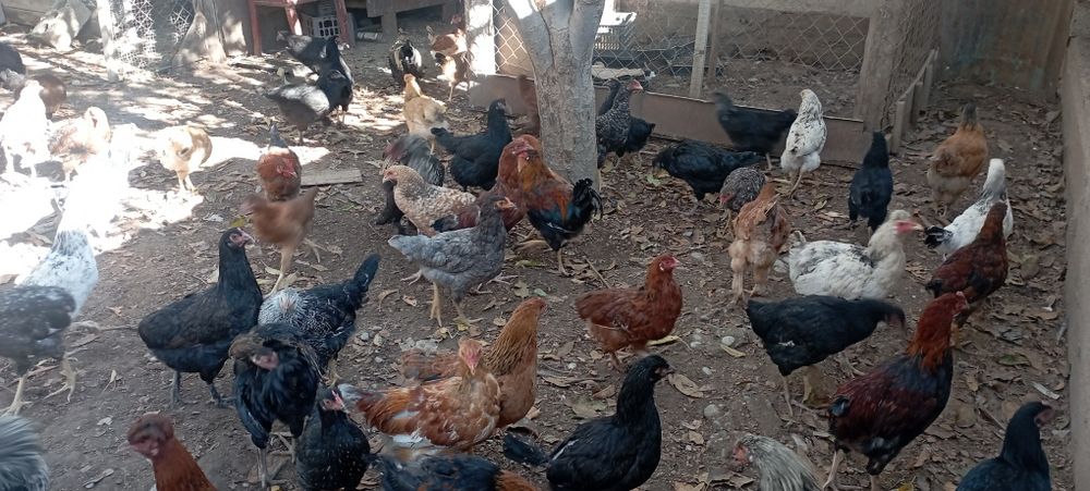 Тауық сатылады 100 шт