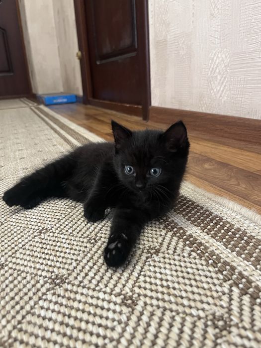 Котята от сибирской кошечки