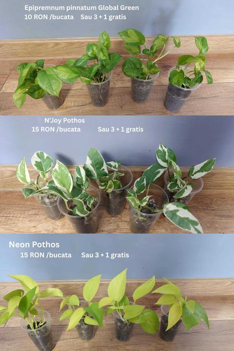 Plante de apartament