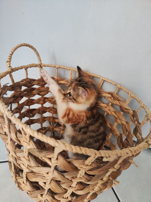 Donez pisicuță junior