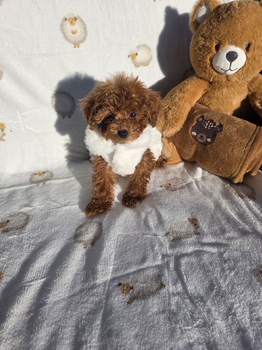 Той пудел момиче с документ за произход