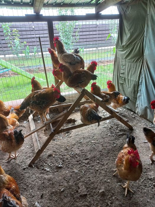 Vând cocoși pentru sacrificat