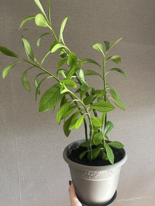 Комнатные цветы