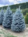 Plante ornamentale