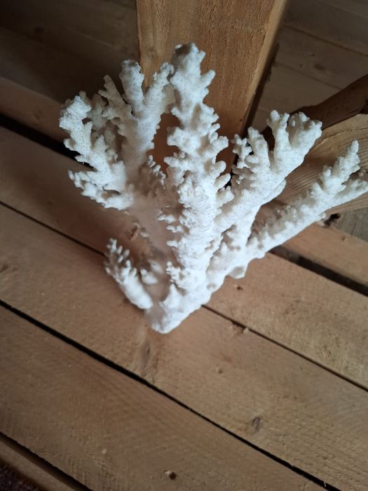 Coral natural pentru acvariu
