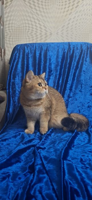 Котята Шотландский скоттиш страйт