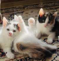 Красивые котики в заботливые руки!