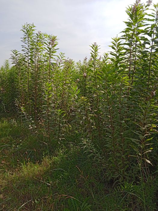 Manzarali va mevali kuchatlar Termizda.