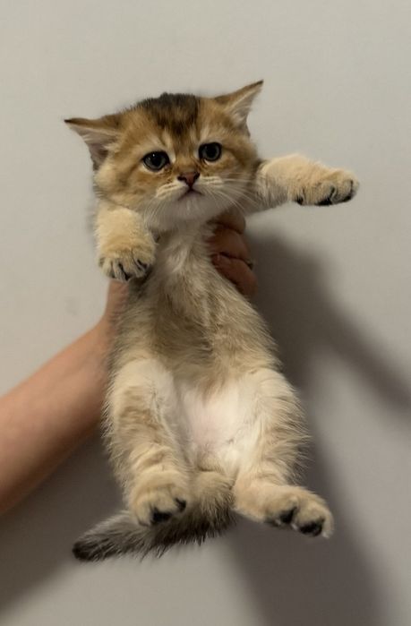 Шотландские чистокровные котята Золотая шиншилла
