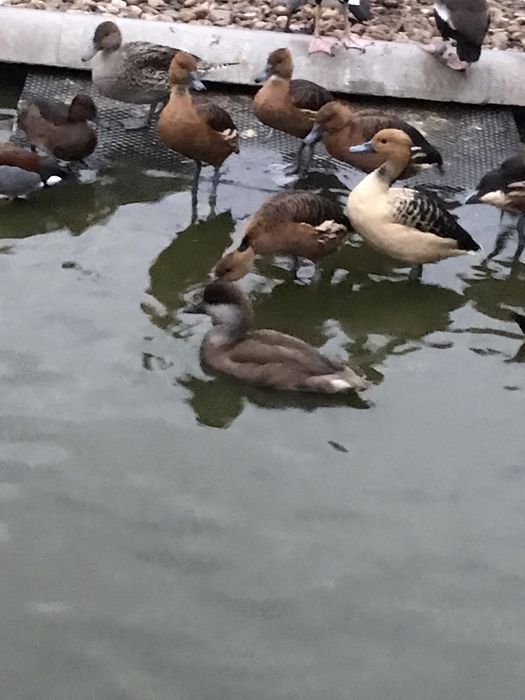 Rate exotice de vanzare