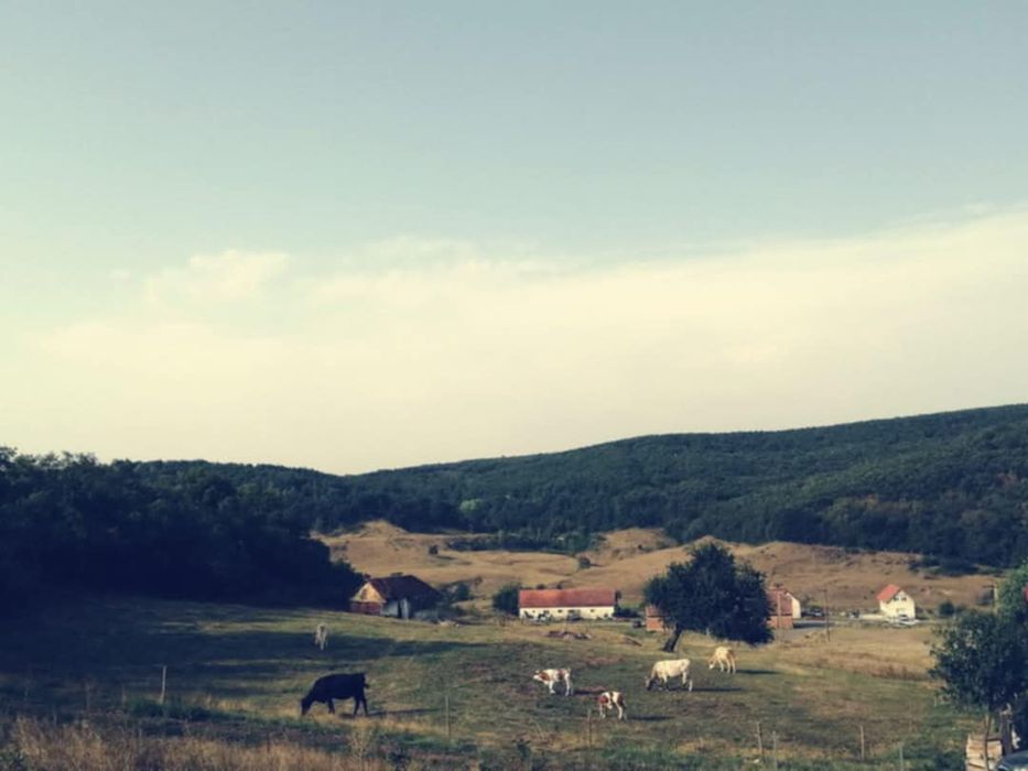 Teren intravilan Buzad ,50km Timișoara