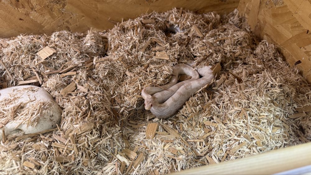 Sarpe corn snake alb morph deosebit sub adult cu terariu complet