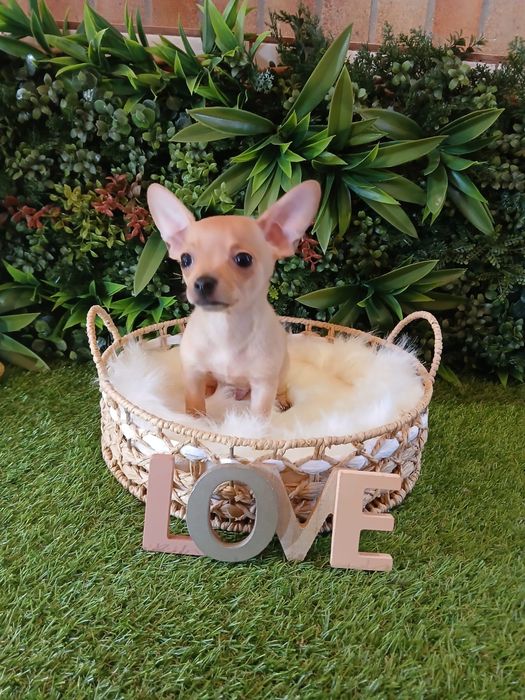 Chihuahua- 2 luni - Carnet de sanatate