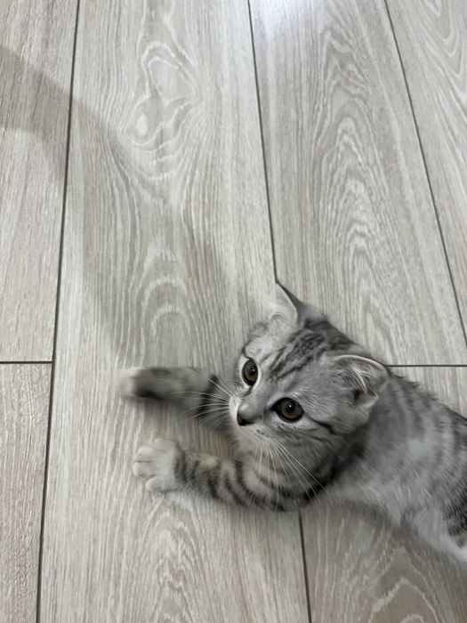 Котёнок котята кошки