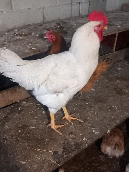 Петли и пуйки и пуяци