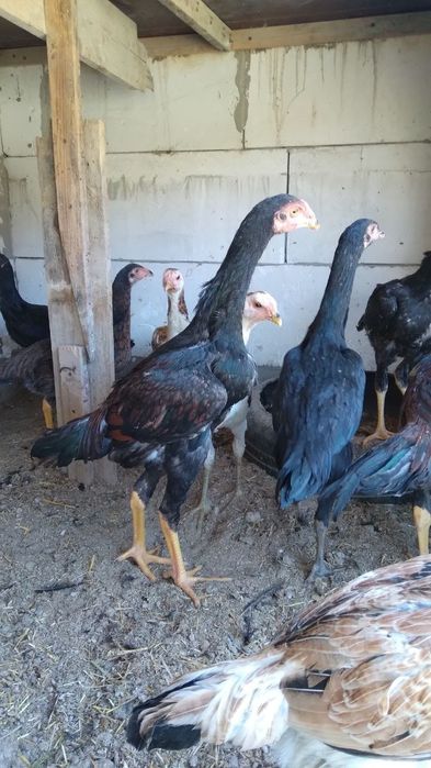 Хауроз сотилади ..