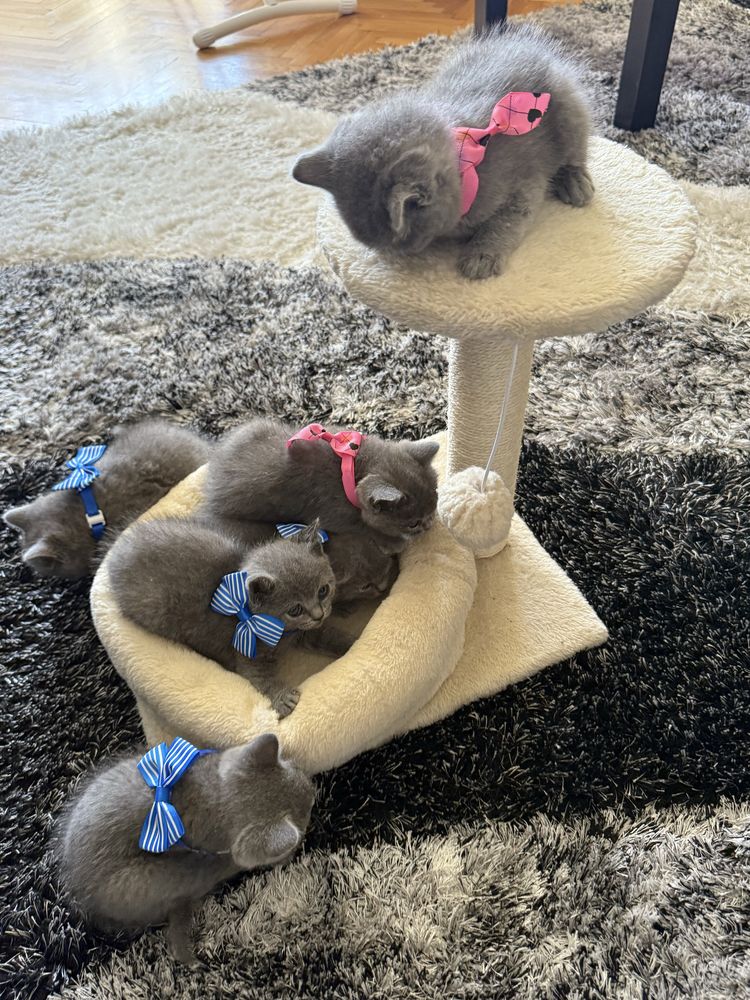 Pufoseni british Shorthair blue